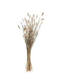 Butlers Trockenblumen Lagurus Gras