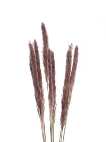 Butlers Trockenblumen Pampasgras, Braun 5 Butlers Trockenblumen Pampasgras, Braun – Bild 5