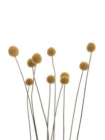 Butlers Trockenblumen Craspedia, Gelb 5 Butlers Trockenblumen Craspedia, Gelb – Bild 5